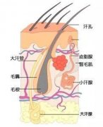 为什么植发前要做毛囊检测?