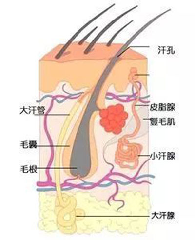 种植头发问题