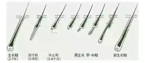 倍生种植头发