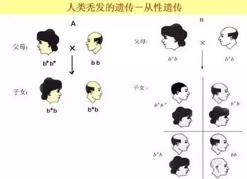 SEP超级微针种植头发